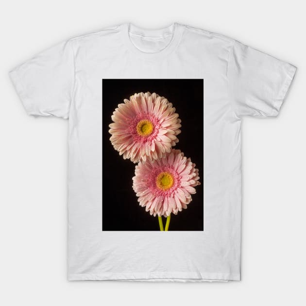 Two Dew Covered Pink Gerbera Daises T-Shirt by photogarry